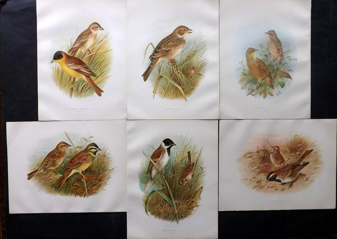Butler, Arthur 1908 Lot of 6 Antique Bird Prints: Chromolithographs Published 1907-08, London for "Birds of Great Britain and Ireland..." by Arthur G. Butler. Illustrated by H. Gronvold & F. W. Frohawk. Paper Size: 11 x 8.5 inch (28 x 22cm) Good Cond