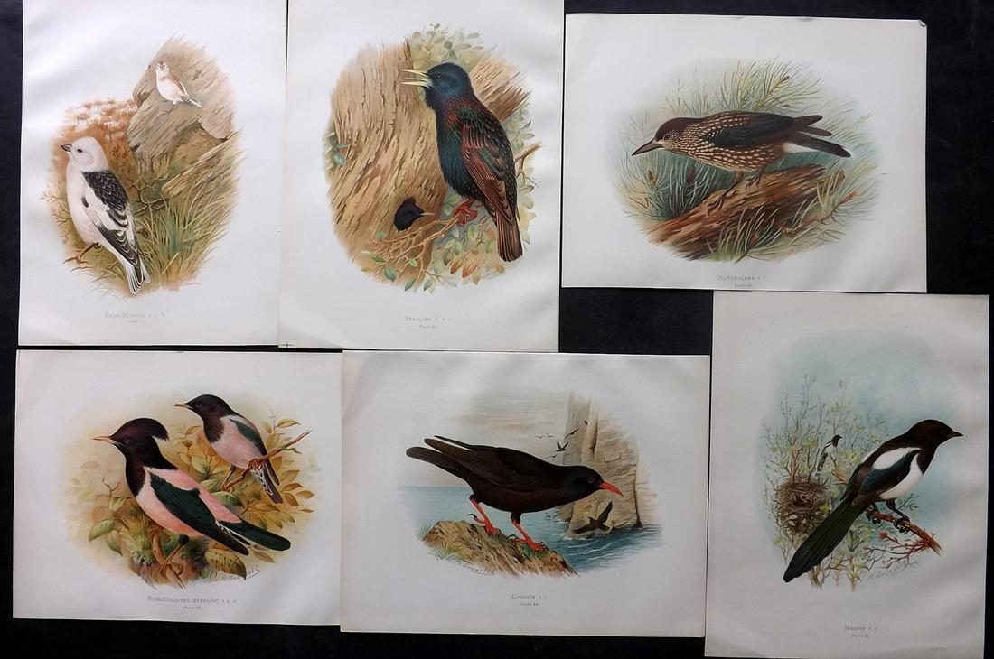 Butler, Arthur 1908 Lot of 6 Antique Bird Prints: Chromolithographs Published 1907-08, London for "Birds of Great Britain and Ireland..." by Arthur G. Butler. Illustrated by H. Gronvold & F. W. Frohawk. Paper Size: 11 x 8.5 inch (28 x 22cm) Good Cond