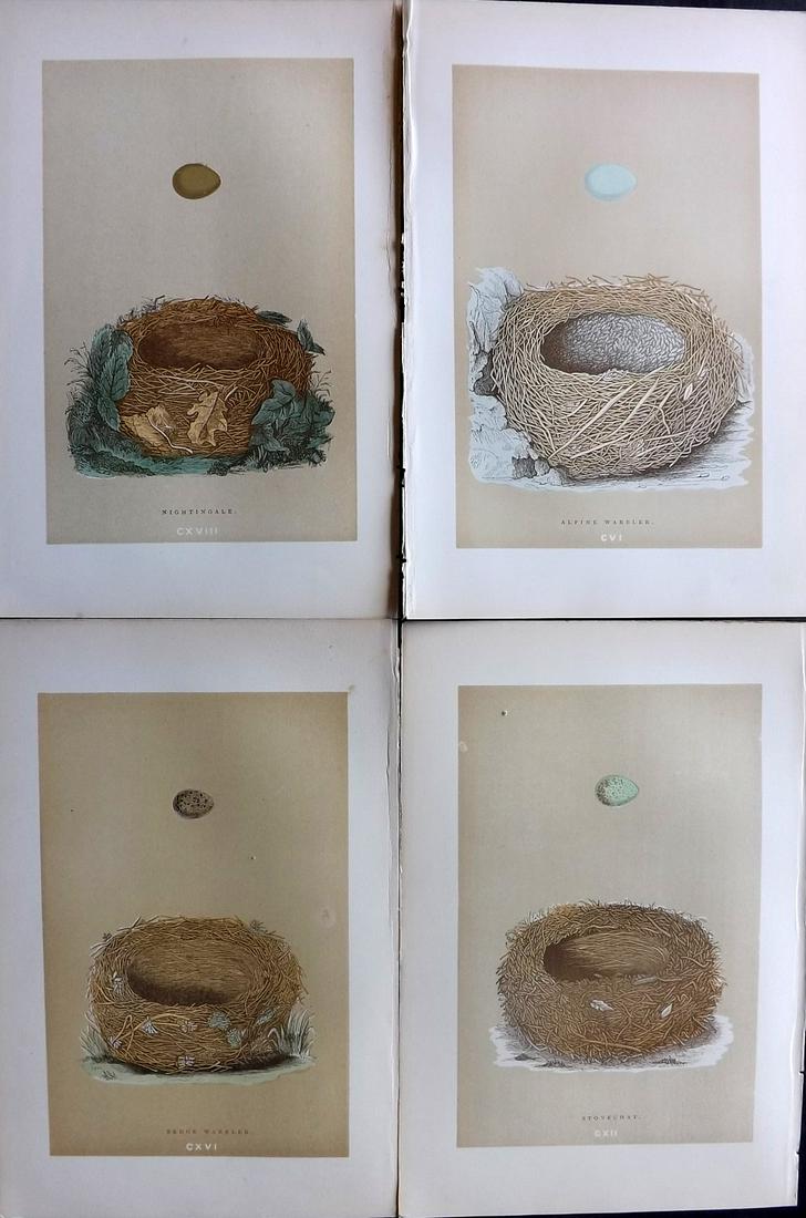 Morris, Francis 1896 Lot of 4 Antique Bird Nest Prints: Woodblocks Published 1896 by John C. Nimmo, London for "A Natural History of the Nests and Eggs of British Birds" By the Rev. Francis Orpen Morris, printed Benjamin Fawcett. Printed in colours and fin