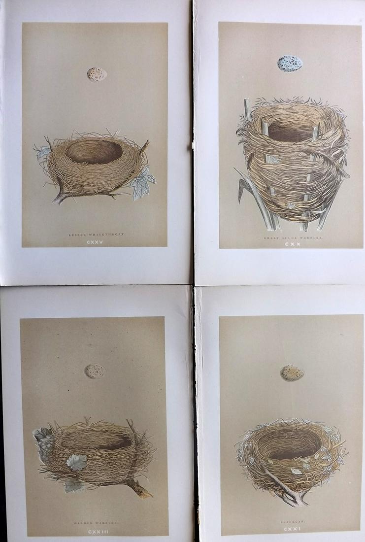 Morris, Francis 1896 Lot of 4 Antique Bird Nest Prints: Woodblocks Published 1896 by John C. Nimmo, London for "A Natural History of the Nests and Eggs of British Birds" By the Rev. Francis Orpen Morris, printed Benjamin Fawcett. Printed in colours and fin