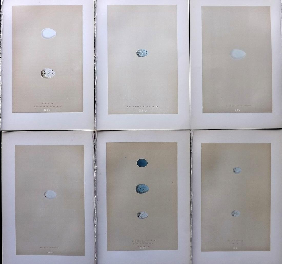Morris, Francis 1896 Lot of 6 Antique Bird Egg Prints: Woodblocks Published 1896 by John C. Nimmo, London for "A Natural History of the Nests and Eggs of British Birds" By the Rev. Francis Orpen Morris, printed Benjamin Fawcett. Printed in colours and fin