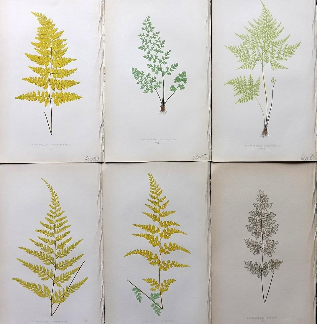 Lowe, Edward 1861 Lot of 6 Antique Fern Prints: Woodblocks Published 1861-64 by Groombridge and Sons, London for "Ferns: British and Exotic" by Edward Lowe. Illustrated by A.F. Lydon. Printed by Benjamin Fawcett. Paper Size: 10 x 7 inch (25 x 18cm)