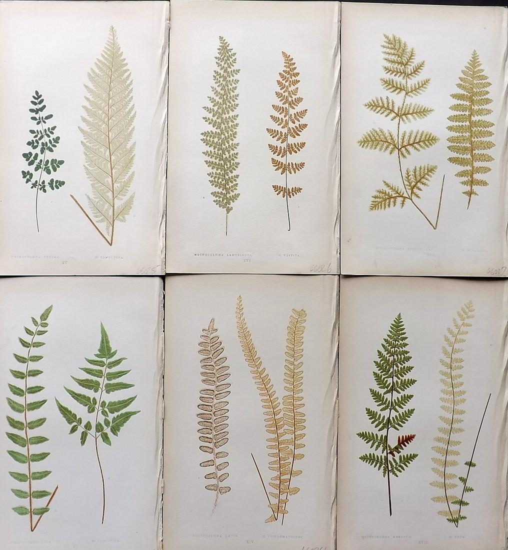 Lowe, Edward 1861 Lot of 6 Antique Fern Prints: Woodblocks Published 1861-64 by Groombridge and Sons, London for "Ferns: British and Exotic" by Edward Lowe. Illustrated by A.F. Lydon. Printed by Benjamin Fawcett. Paper Size: 10 x 7 inch (25 x 18cm)