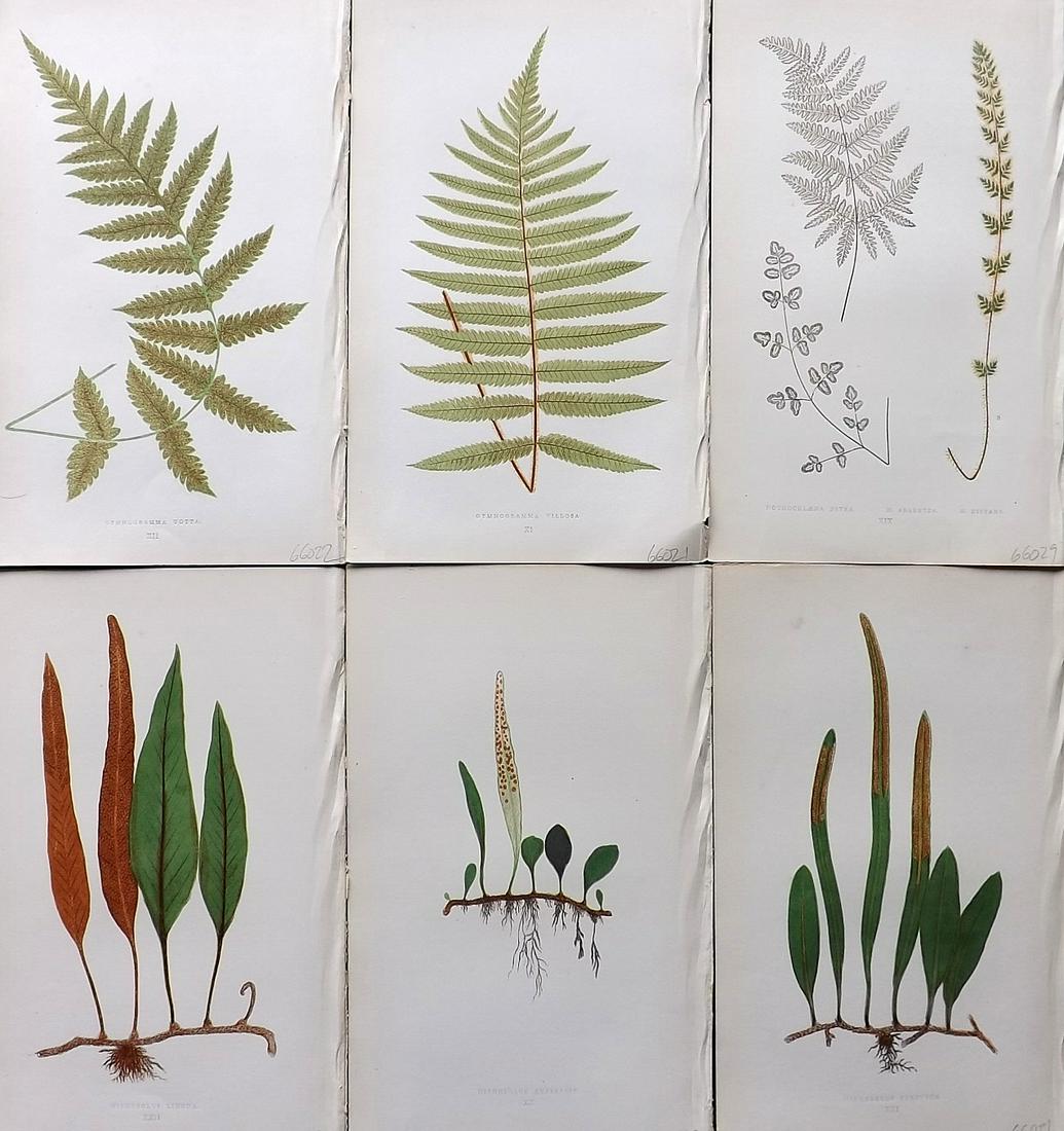 Lowe, Edward 1861 Lot of 6 Antique Fern Prints: Woodblocks Published 1861-64 by Groombridge and Sons, London for "Ferns: British and Exotic" by Edward Lowe. Illustrated by A.F. Lydon. Printed by Benjamin Fawcett. Paper Size: 10 x 7 inch (25 x 18cm)
