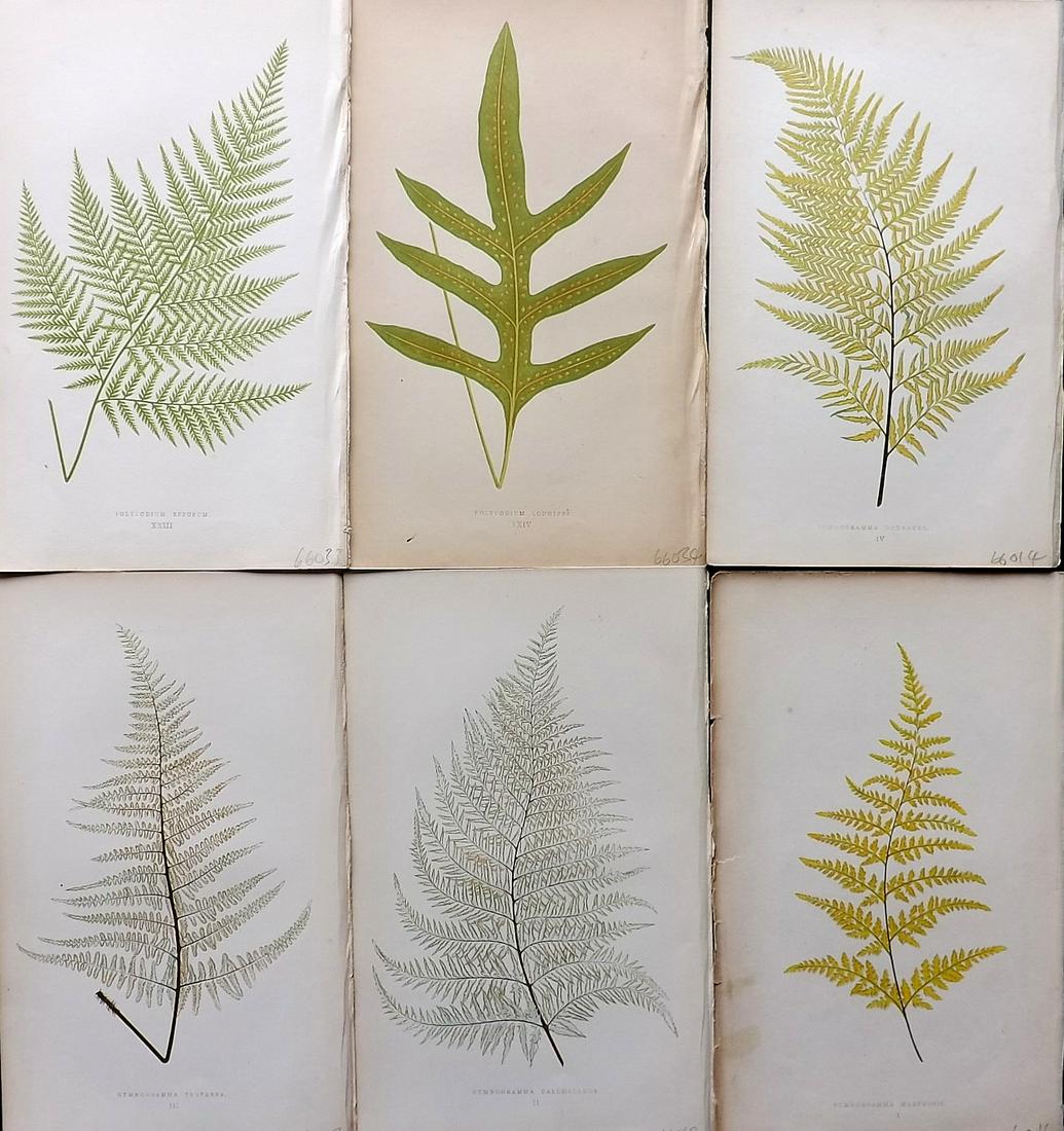 Lowe, Edward 1861 Lot of 6 Antique Fern Prints: Woodblocks Published 1861-64 by Groombridge and Sons, London for "Ferns: British and Exotic" by Edward Lowe. Illustrated by A.F. Lydon. Printed by Benjamin Fawcett. Paper Size: 10 x 7 inch (25 x 18cm)