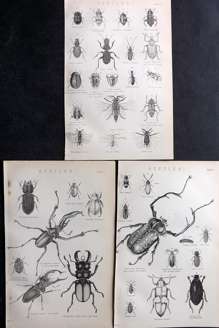 Nat. Ency. 1891 Lot of 3 Beetles Prints. Insects: Woodblock Published 1891-1901 by William Mackenzie, London for "The National Encyclopedia: A dictionary of Universal Knowledge" Paper Size: 9.5 x 6 inch (24 x 16cm) Good Condition