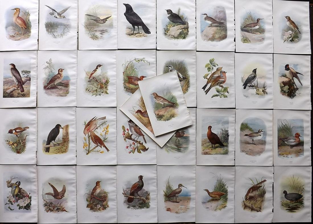 Lydekker, Richard 1895 Lot of 12 Bird Prints: Chromolithographs Published 1894-95, London for "The Royal Natural History" by Richard Lydekker. Illustrated by Smit, Keulemans, Wolf and others. Paper Size: 10 x 6.5 inch (25 x 16.5cm) Good Condition