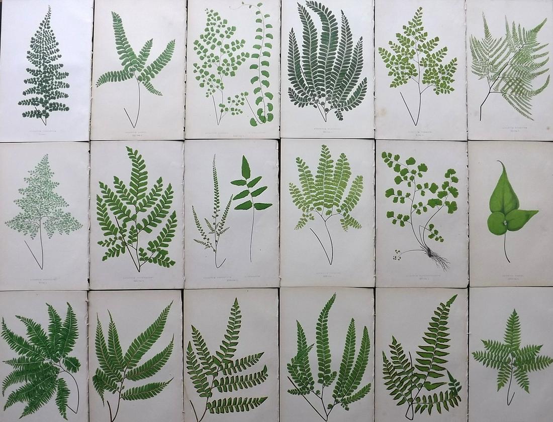 Lowe, Edward 1861 Lot of 18 Antique Fern Prints: Woodblocks Published 1861-64 by Groombridge and Sons, London for "Ferns: British and Exotic" by Edward Lowe. Illustrated by A.F. Lydon. Printed by Benjamin Fawcett. Paper Size: 10 x 7 inch (25 x 18cm)