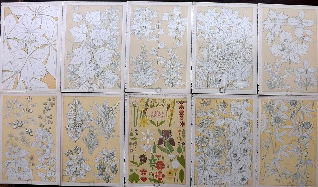 Jones, Owen 1910 Lot of 10 Prints. Leaves from Natures: Chromolithographs Published 1910 by Bernard Quaritch, London for "The Grammar of Ornament" by Owen Jones. Paper Size: 13 x 9.5 inch (33 x 24cm) All with small ink library stamps in bottom margin, slig