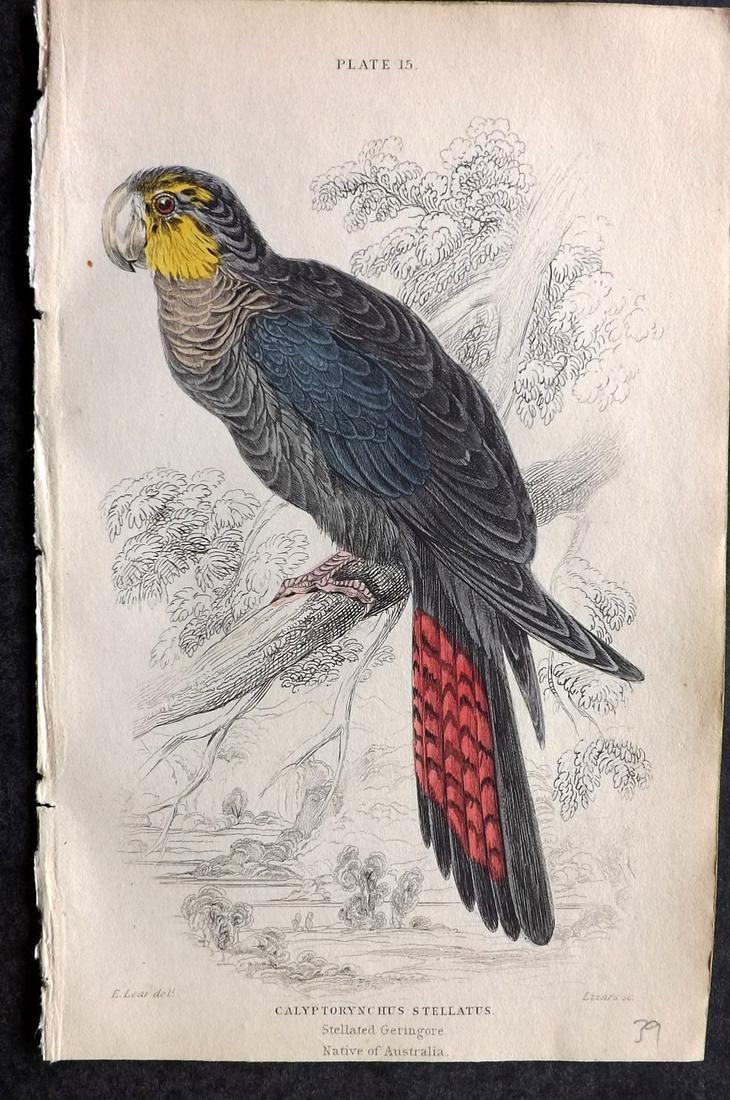 Jardine, William C1840 HC Bird. Stellated Geringore. Australia: Hand Colored Steel Engraving/Etching Published 1833-43 by W.H.Lizars, Edinburgh for "The Naturalist's Library" by Sir William Jardine. Paper Size: 6.5 x 4.25 inch (16.5 x 11cm) Good Condition