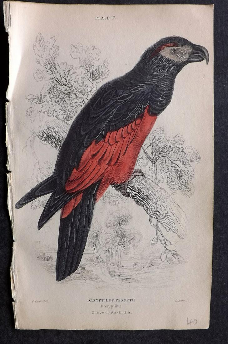 Jardine, William C1840 HCol Bird Print. Dasyptilus. Australia: Hand Colored Steel Engraving/Etching Published 1833-43 by W.H.Lizars, Edinburgh for "The Naturalist's Library" by Sir William Jardine. Paper Size: 6.5 x 4.25 inch (16.5 x 11cm) Good Condition
