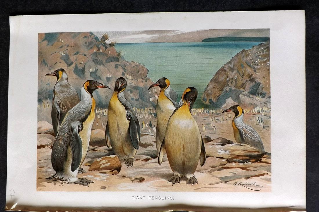 Lydekker, Richard 1895 Bird Print. Giant Penguins: Chromolithograph Published 1894-95, London for "The Royal Natural History" by Richard Lydekker. Illustrated by Smit, Keulemans, Wolf and others. Paper Size: 10 x 6.5 inch (25 x 16.5cm) Good Condition