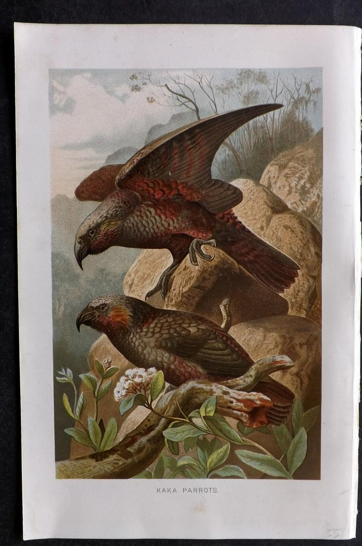 Lydekker, Richard 1895 Bird Print. Kaka Parrots. New Zealand: Chromolithograph Published 1894-95, London for "The Royal Natural History" by Richard Lydekker. Illustrated by Smit, Keulemans, Wolf and others. Paper Size: 10 x 6.5 inch (25 x 16.5cm) Good Condition