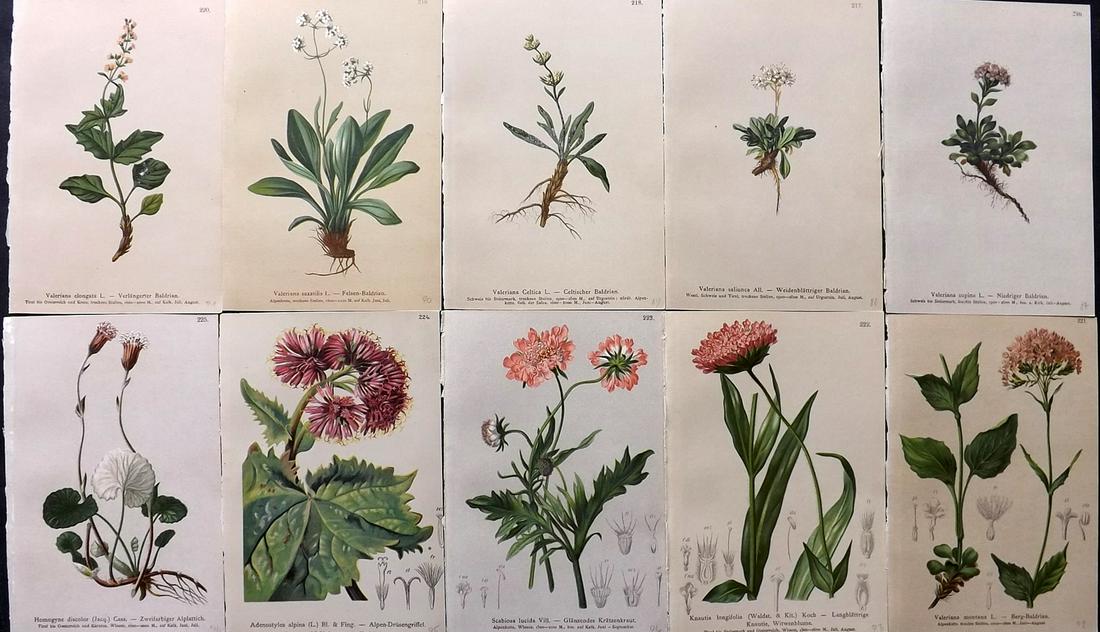 Hartinger, Anton 1884 Lot of 10 Botanical Prints: Chromolithographs Published 1884, Vienna for "Atlas der Alpenflora" by Anton Hartinger. Paper Size: 7.5 x 5 inch (19 x 13cm) Good Condition