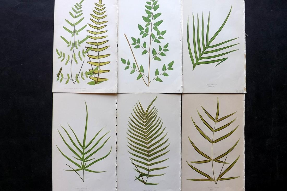 Lowe, Edward 1861 Lot of 6 Antique Fern Prints: Woodblocks Published 1861-64 by Groombridge and Sons, London for "Ferns: British and Exotic" by Edward Lowe. Illustrated by A.F. Lydon. Printed by Benjamin Fawcett. Paper Size: 10 x 7 inch (25 x 18cm)