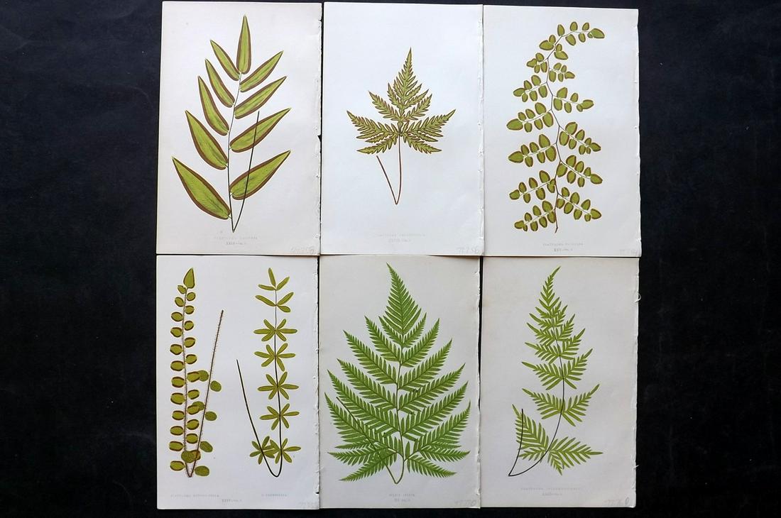 Lowe, Edward 1861 Lot of 6 Antique Fern Prints: Woodblocks Published 1861-64 by Groombridge and Sons, London for "Ferns: British and Exotic" by Edward Lowe. Illustrated by A.F. Lydon. Printed by Benjamin Fawcett. Paper Size: 10 x 7 inch (25 x 18cm)