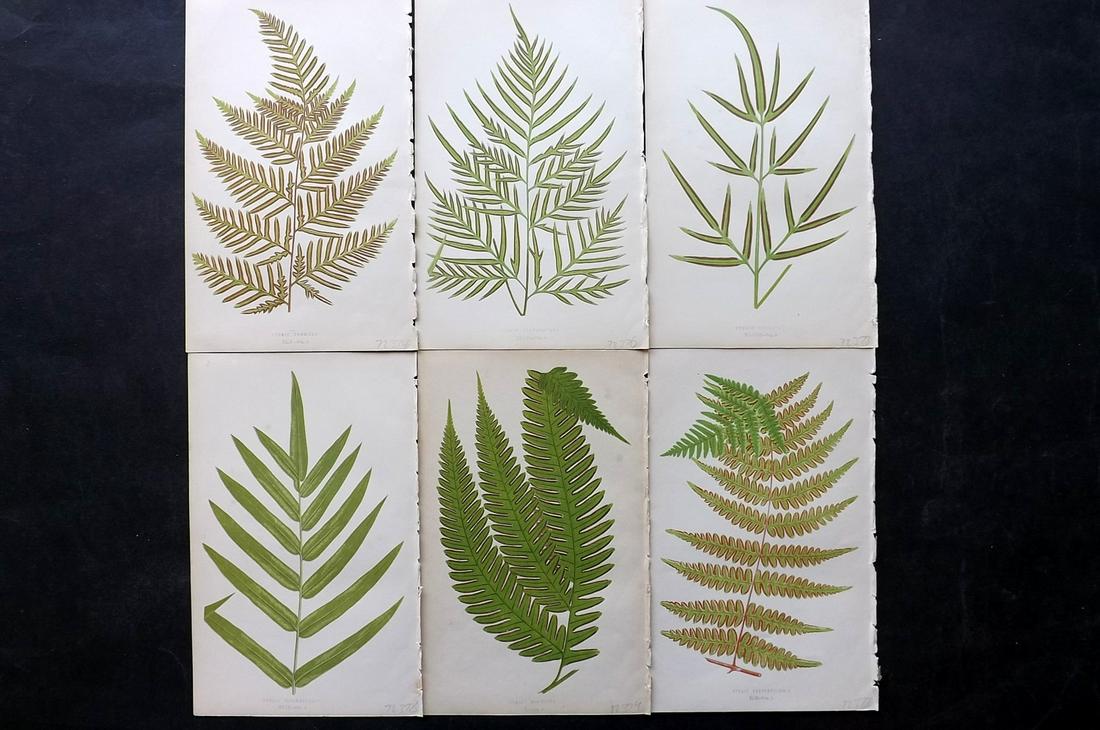 Lowe, Edward 1861 Lot of 6 Antique Fern Prints: Woodblocks Published 1861-64 by Groombridge and Sons, London for "Ferns: British and Exotic" by Edward Lowe. Illustrated by A.F. Lydon. Printed by Benjamin Fawcett. Paper Size: 10 x 7 inch (25 x 18cm)
