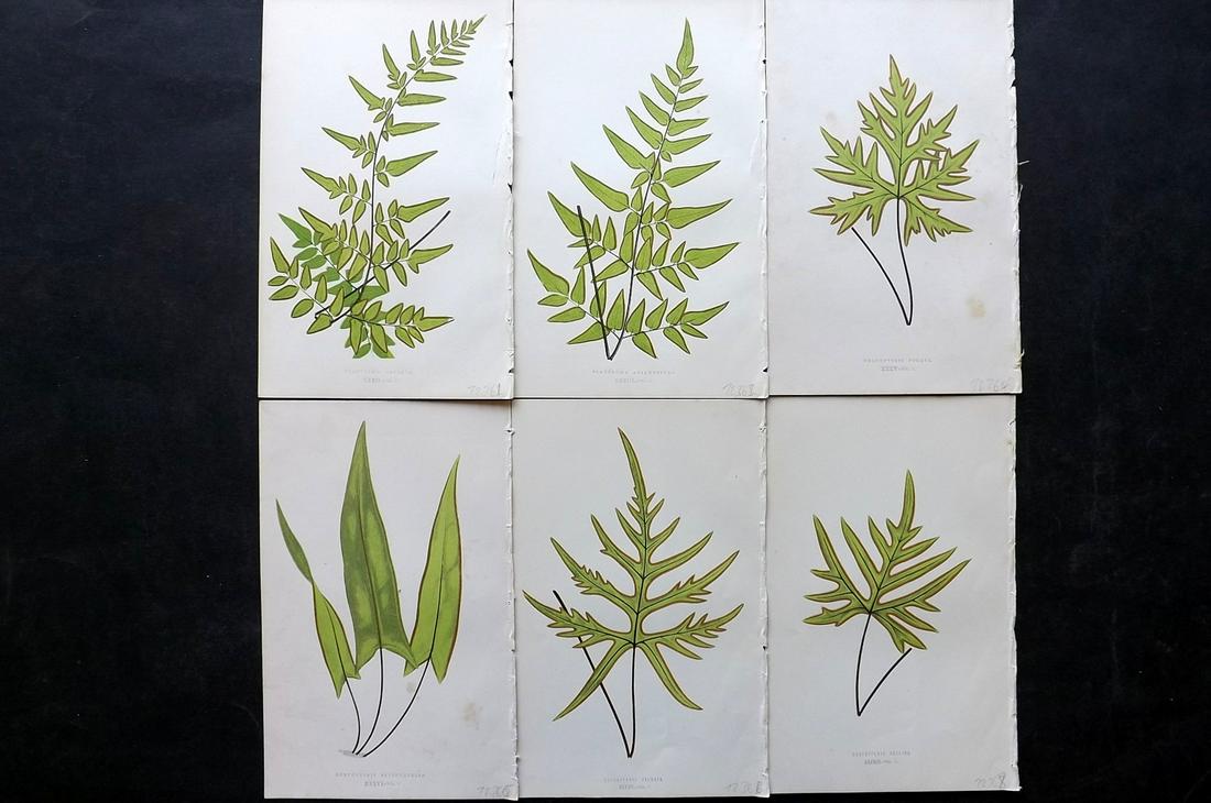 Lowe, Edward 1861 Lot of 6 Antique Fern Prints: Woodblocks Published 1861-64 by Groombridge and Sons, London for "Ferns: British and Exotic" by Edward Lowe. Illustrated by A.F. Lydon. Printed by Benjamin Fawcett. Paper Size: 10 x 7 inch (25 x 18cm)