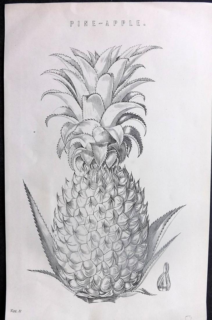 Nat. Ency. 1891 Antique Fruit Print. Pineapple: Woodblocks Published 1891-1901 by William Mackenzie, London for "The National Encyclopedia: A dictionary of Universal Knowledge" Paper Size: 9.5 x 6 inch (24 x 16cm) Good Condition