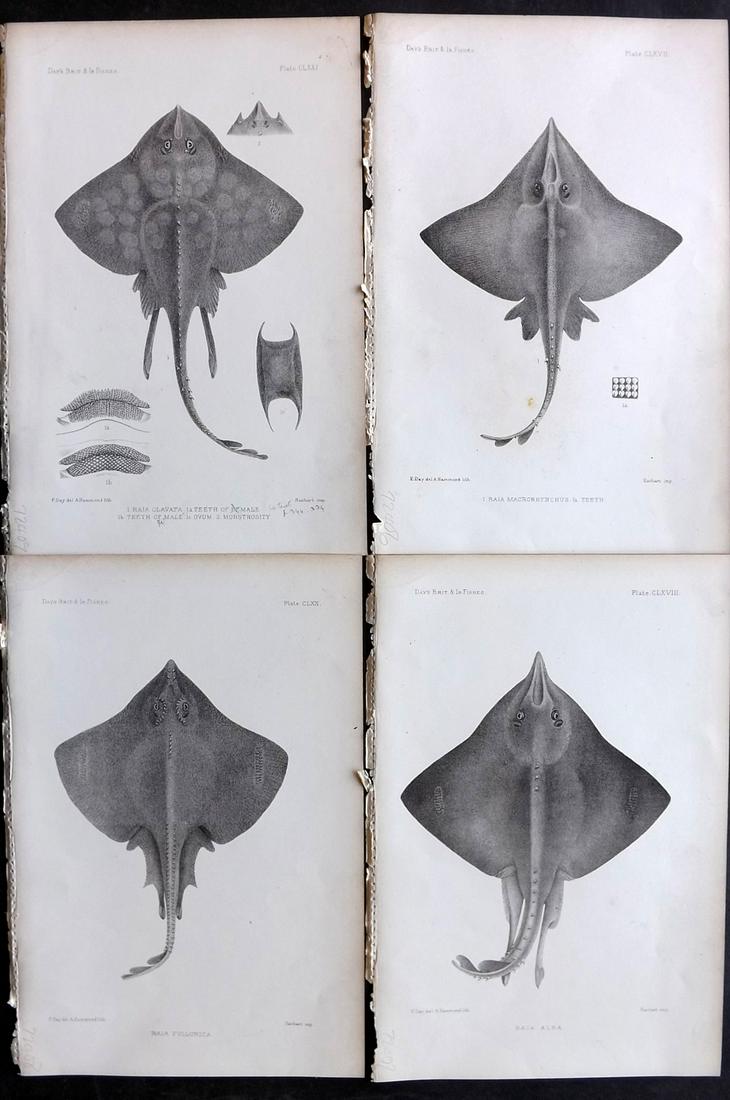 Day, Francis 1884 Lot of 4 Antique Fish Prints: Lithographs Published 1880-84, London for "The Fishes of Great Britain and Ireland" by Francis Day. Paper Size: 10 x 7 inch (26 x 18cm) Good Condition