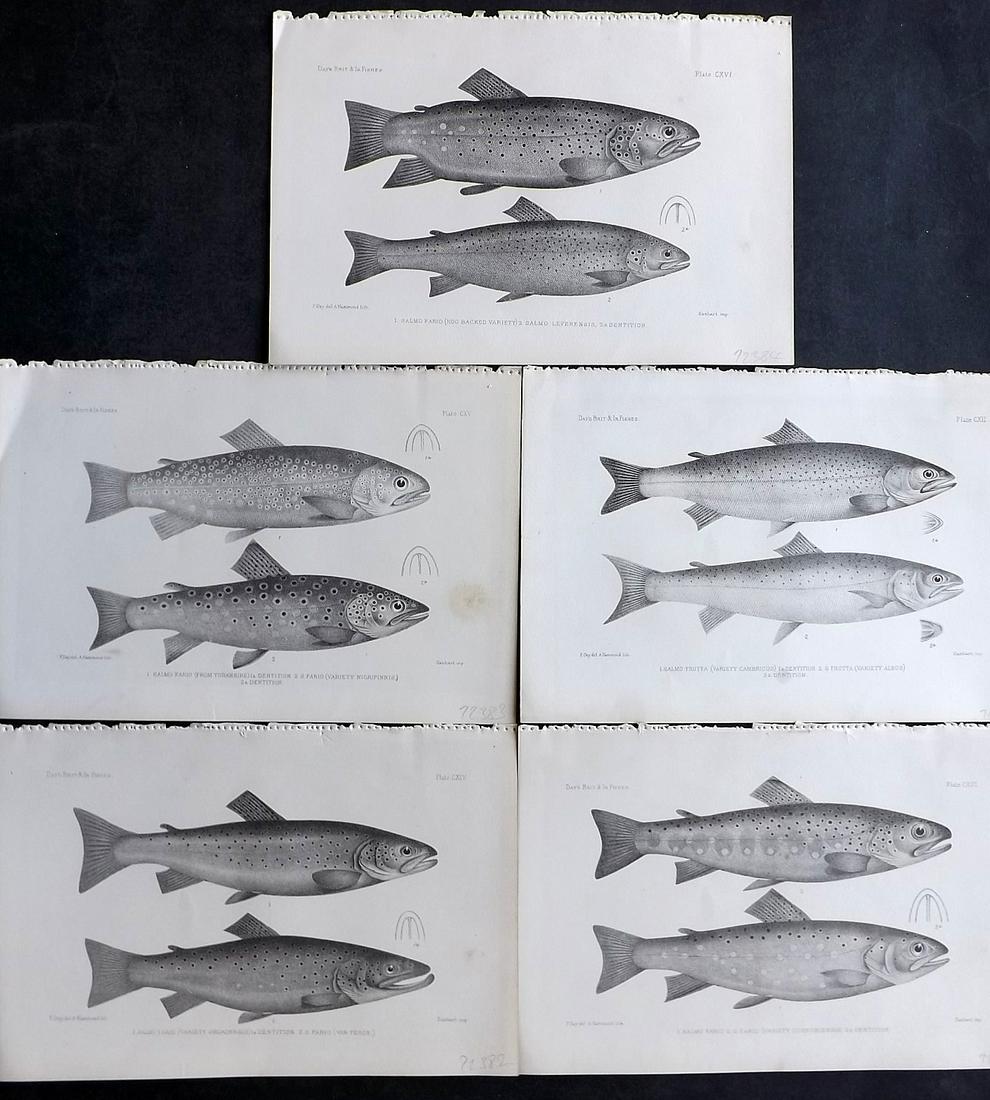 Day, Francis 1884 Lot of 5 Antique Fish Prints. Trout: Lithographs Published 1880-84, London for "The Fishes of Great Britain and Ireland" by Francis Day. Paper Size: 10 x 7 inch (26 x 18cm) Good Condition