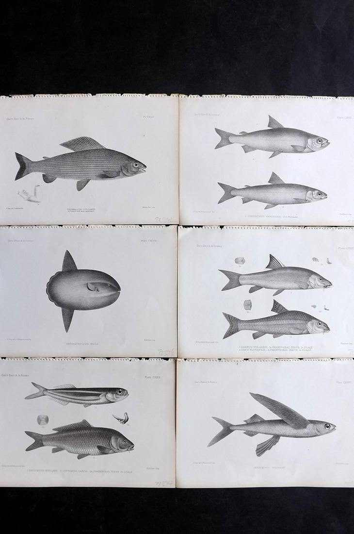 Day, Francis 1884 Lot of 6 Antique Fish Prints: Lithographs Published 1880-84, London for "The Fishes of Great Britain and Ireland" by Francis Day. Paper Size: 10 x 7 inch (26 x 18cm) Good Condition