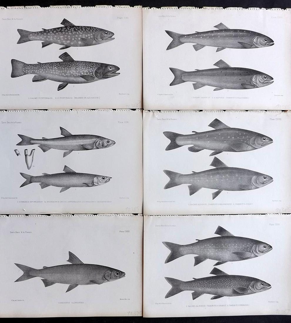 Day, Francis 1884 Lot of 6 Antique Fish Prints: Lithographs Published 1880-84, London for "The Fishes of Great Britain and Ireland" by Francis Day. Paper Size: 10 x 7 inch (26 x 18cm) Good Condition