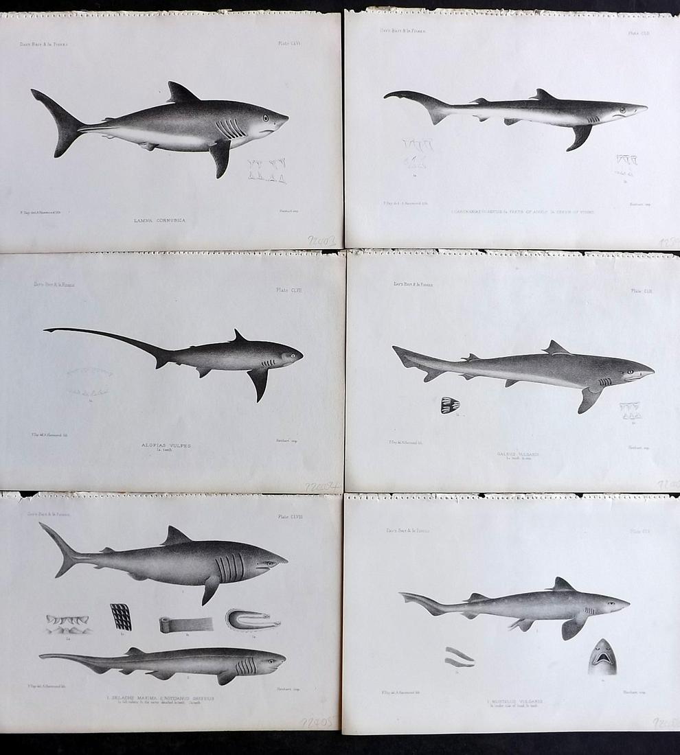 Day, Francis 1884 Lot of 6 Antique Prints. Shars: Lithographs Published 1880-84, London for "The Fishes of Great Britain and Ireland" by Francis Day. Paper Size: 10 x 7 inch (26 x 18cm) Good Condition