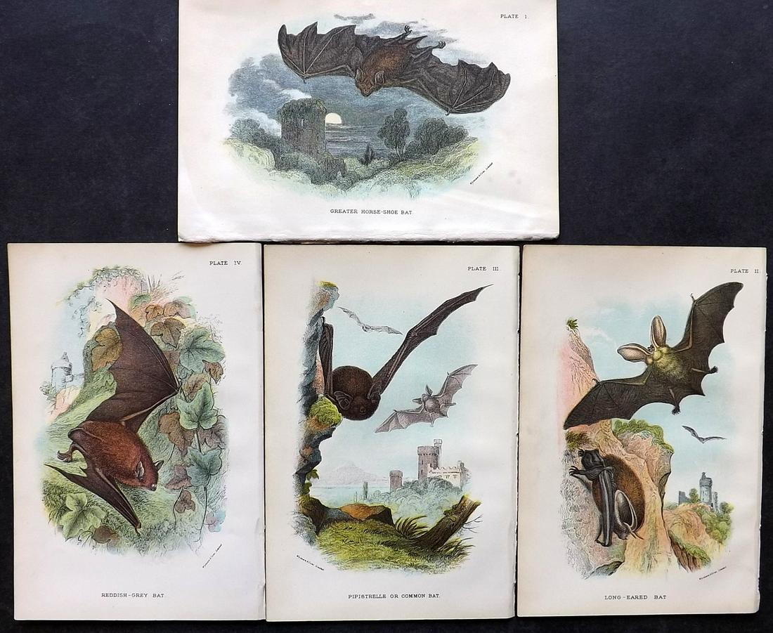 Lloyds's 1897 Lot of 4 Antique Bat Prints: Chromolithographs Published 1894-97, London for "Lloyds's Natural History..." Edited by R. Bowdler Sharpe, W. F. Kirby, H. O. Forbes, R. Lydekker, and W. R. Olive-Grant. Illustrated after Keulemans, G