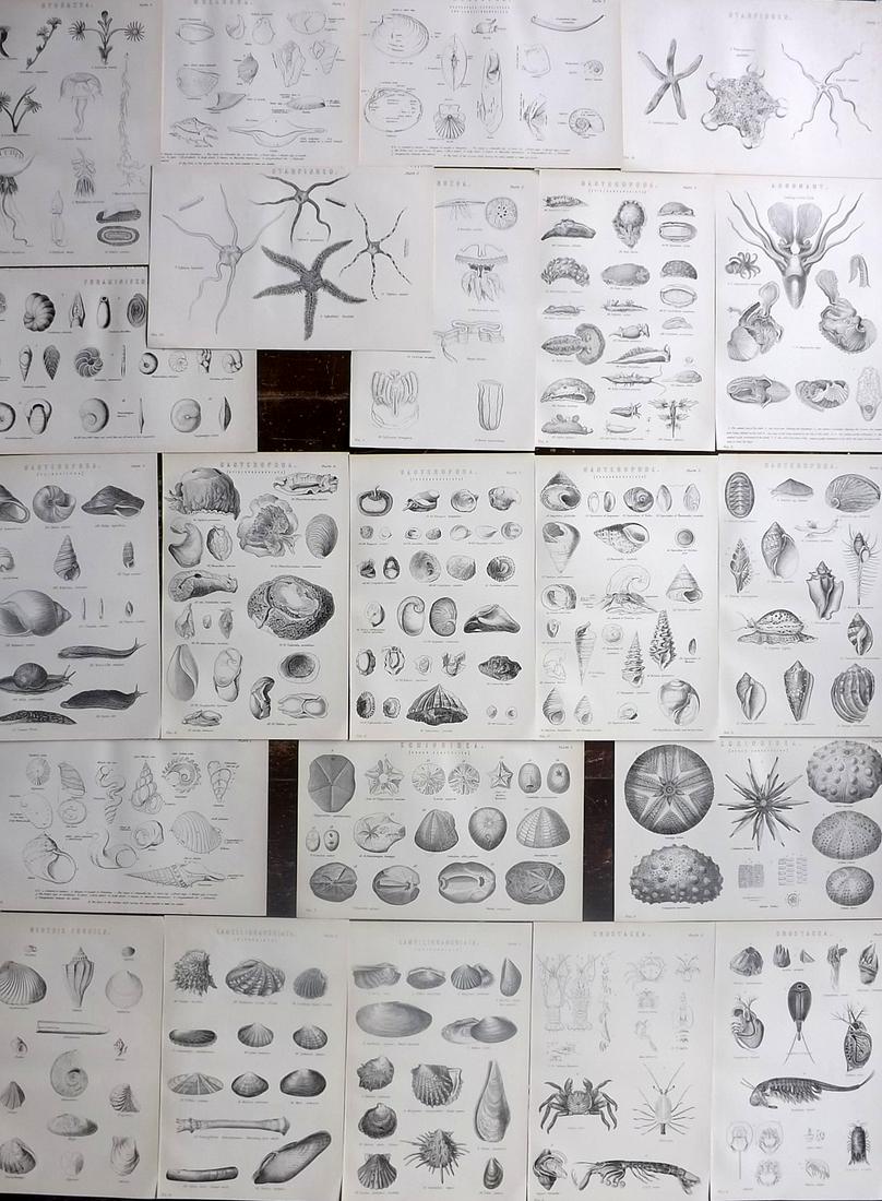 Nat. Encyclo. 1890's Lot of 22 Shells & Sea Life Prints: Woodblocks and/or Steel Engravings Published 1891-1901 by William Mackenzie, London for "The National Encyclopedia: A dictionary of Universal Knowledge" Paper Size: 9.5 x 6 inch (24 x 16cm) Good Condi