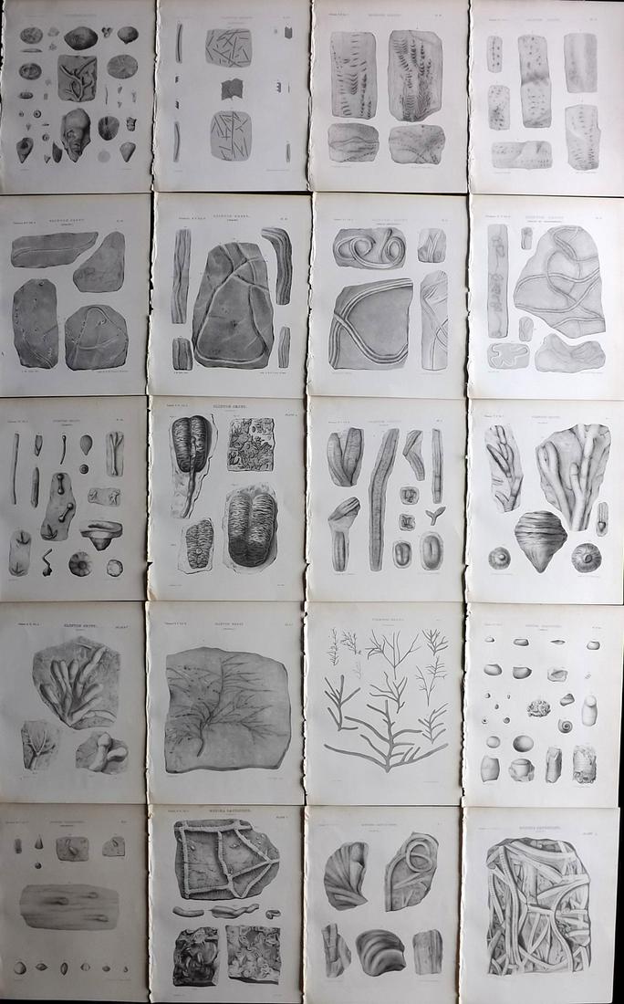 Paleontology of New-York 1852 Lot 20 Fossil Prints: Plants & Corals. Lithographs & Aquatints Published 1852, Albany for the "Palaeontology of New-York" by James Hall. Part of the "Natural History of New York" series. Paper Size: 11.5 x 9 inch (29 x 23c