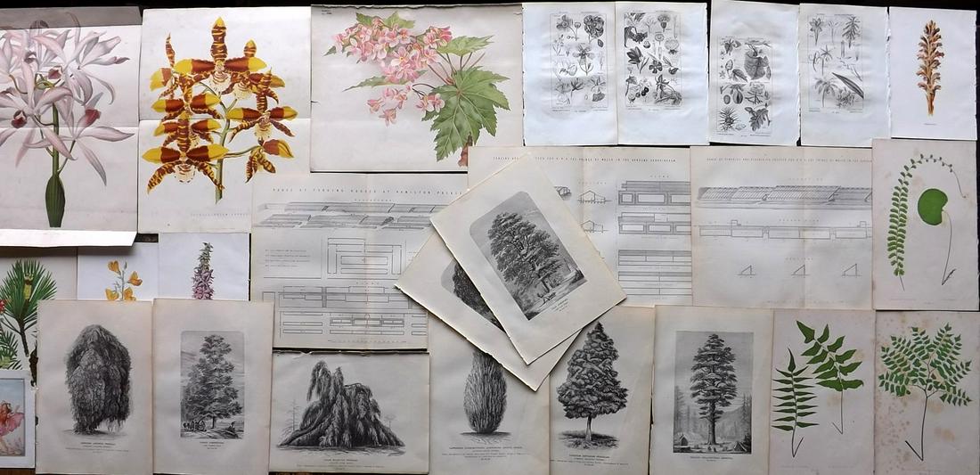 Botanical Prints 19th Cent. Mixed Lot of 26: Wood Engravings (Plain backs) Colour Woodblocks, Lithographs and Engravings. Examples by Anderson, Barker, Hulme, Lowe, The Garden, Lowe, and Salacroux. Paper Size: Up to 12.5 x 9.5 inch (32 x 24cm) M