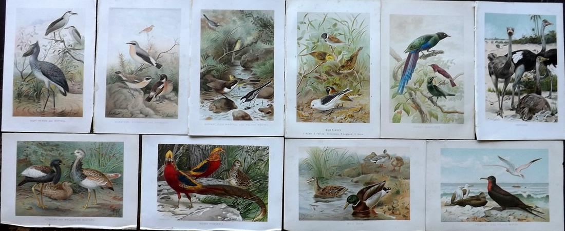 Lydekker, Richard 1895 Lot of 10 Bird Prints: Chromolithographs Published 1894-95, London for "The Royal Natural History" by Richard Lydekker. Illustrated by Smit, Keulemans, Wolf and others. Paper Size: 10 x 6.5 inch (25 x 16.5cm) Very minor mar