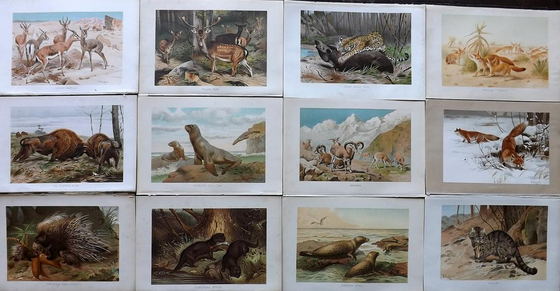 Lydekker, Richard 1895 Lot of 12 Animal Prints: Chromolithographs Published 1894-95, London for "The Royal Natural History" by Richard Lydekker. Illustrated by Smit, Keulemans, Wolf and others. Paper Size: 10 x 6.5 inch (25 x 16.5cm) Very minor mar