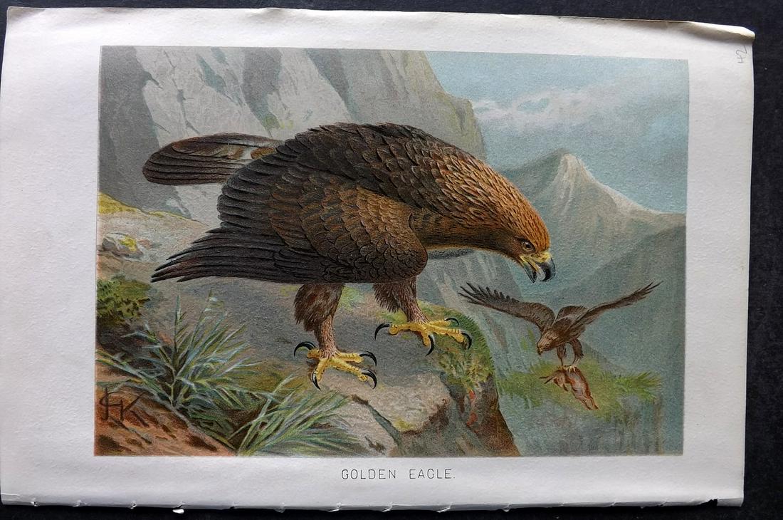 Lydekker, Richard 1895 Bird Print. Golden Eagle: Chromolithograph Published 1894-95, London for "The Royal Natural History" by Richard Lydekker. Illustrated by Smit, Keulemans, Wolf and others. Paper Size: 10 x 6.5 inch (25 x 16.5cm) Good Condition