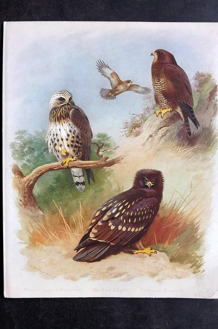 Thorburn, Archibald 1915 Rare Bird Print. Eagle, Buzzard (1 of 2)