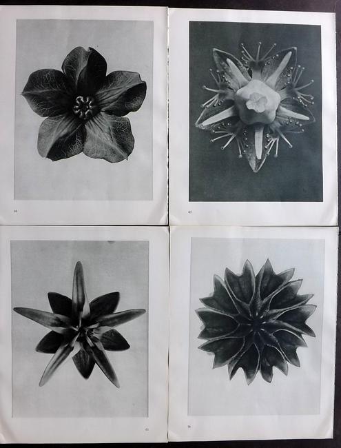 Blossfeldt, Karl 1935 Lot of 4 Botanical Prints (1 of 2)