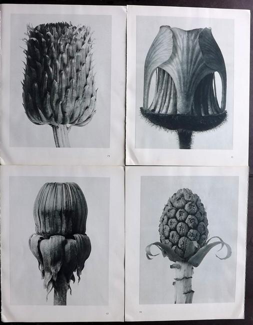 Blossfeldt, Karl 1935 Lot of 4 Botanical Prints (1 of 2)