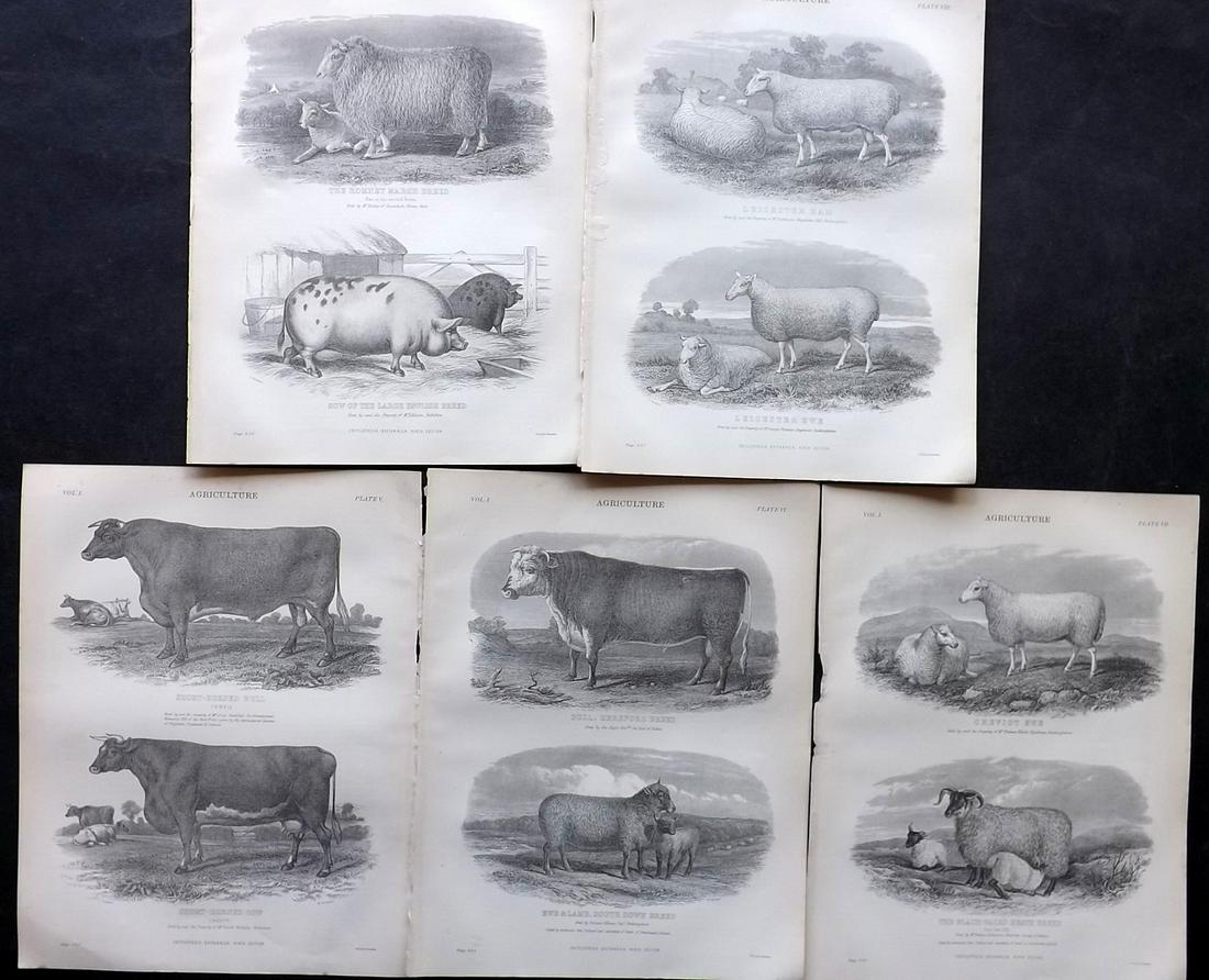Encyclo. Britannica C1880 Lot of 5 Prints. Cattle, Sheep, Pig (1 of 2)