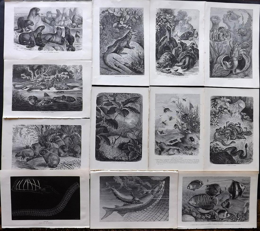 Lydekker, Richard 1895 Lot of 11 Natural History Prints: Wood Engravings (Reverse side blank) Published 1894-95, London for "The Royal Natural History" by Richard Lydekker. Illustrated by Smit, Keulemans, Wolf and others. Paper Size: 10 x 6.5 inch (25 x 16.