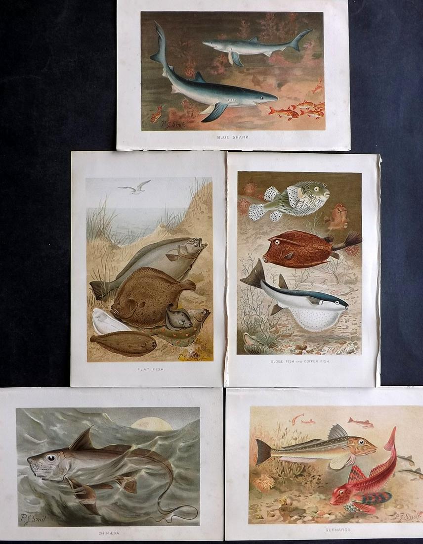 Lydekker, Richard 1895 Lot of 5 Prints. Fish & Sharks (1 of 2)