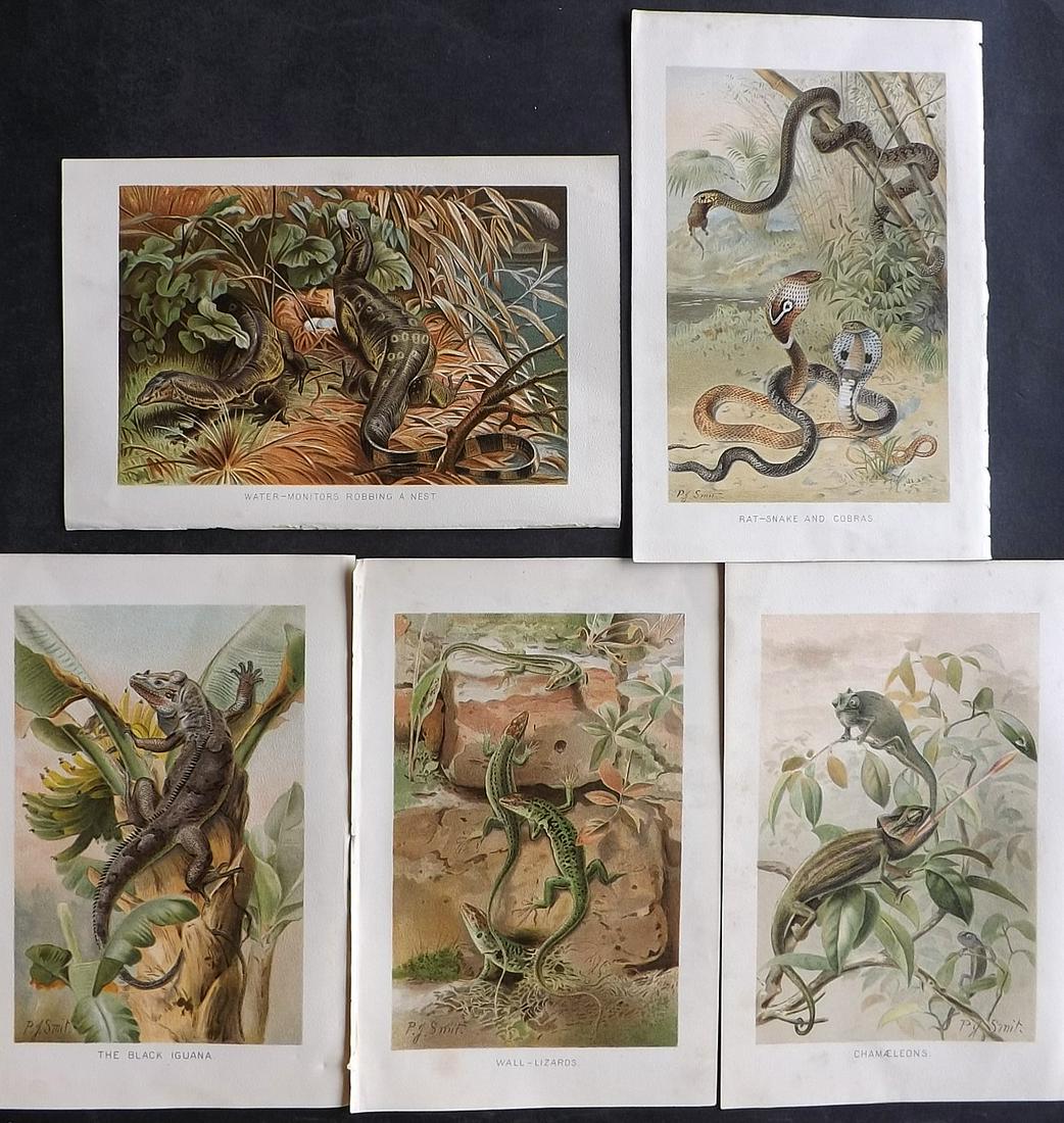 Lydekker, Richard 1895 Lot of 5 Prints. Reptiles: Chromolithograph Published 1894-95, London for "The Royal Natural History" by Richard Lydekker. Illustrated by Smit, Keulemans, Wolf and others. Paper Size: 10 x 6.5 inch (25 x 16.5cm) Very minor marg