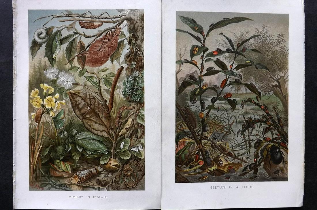 Lydekker, Richard 1895 Pair of Prints. Beetles & Insects: Chromolithograph Published 1894-95, London for "The Royal Natural History" by Richard Lydekker. Illustrated by Smit, Keulemans, Wolf and others. Paper Size: 10 x 6.5 inch (25 x 16.5cm) Good Condition