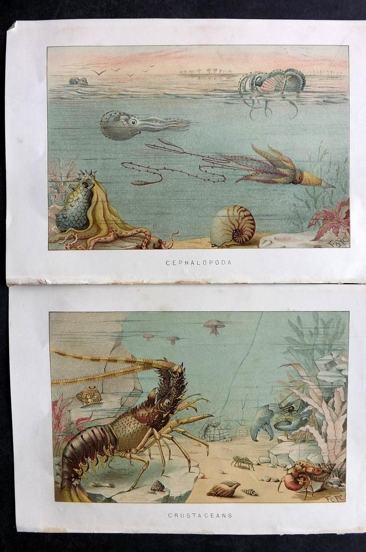 Lydekker, Richard 1895 Pair of Prints. Crustaceans, Cephalopod: Chromolithograph Published 1894-95, London for "The Royal Natural History" by Richard Lydekker. Illustrated by Smit, Keulemans, Wolf and others. Paper Size: 10 x 6.5 inch (25 x 16.5cm) Good Condition