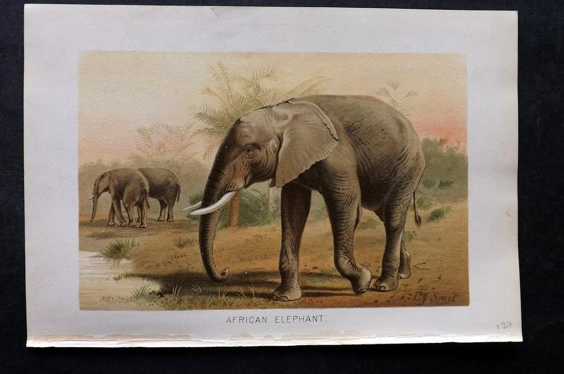 Lydekker, Richard 1895 Print. African Elephant: Chromolithograph Published 1894-95, London for "The Royal Natural History" by Richard Lydekker. Illustrated by Smit, Keulemans, Wolf and others. Paper Size: 10 x 6.5 inch (25 x 16.5cm) Good Condition