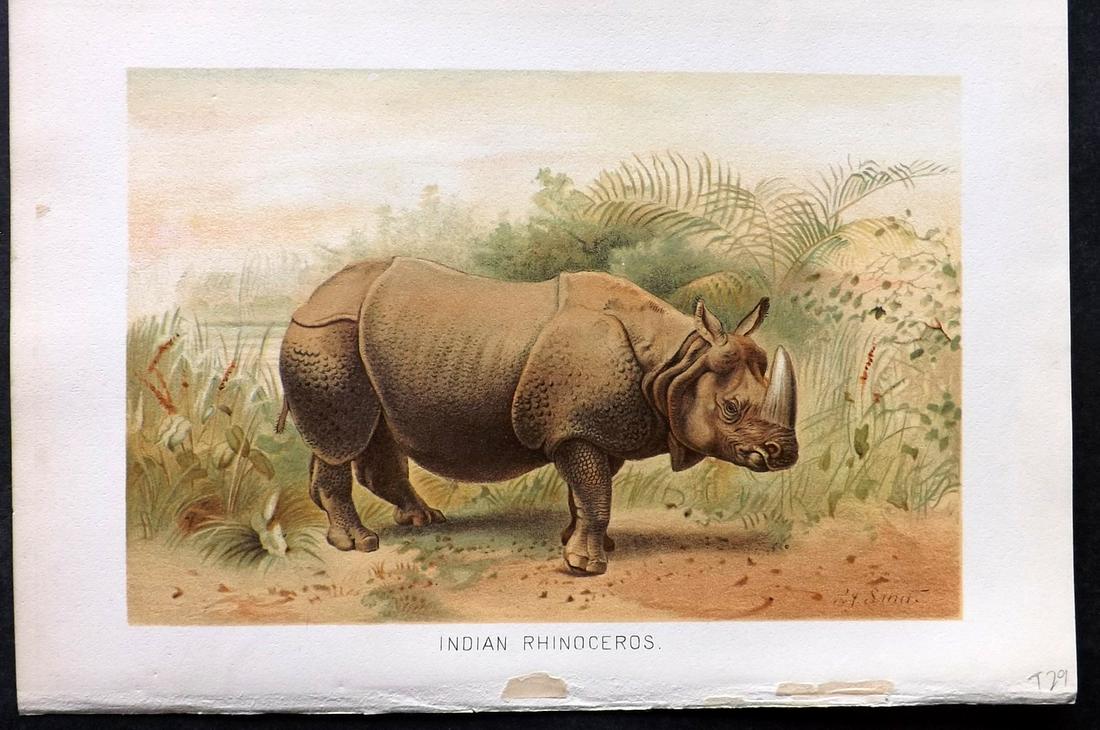 Lydekker, Richard 1895 Print. Indian Rhinoceros: Chromolithograph Published 1894-95, London for "The Royal Natural History" by Richard Lydekker. Illustrated by Smit, Keulemans, Wolf and others. Paper Size: 10 x 6.5 inch (25 x 16.5cm) Good Condition