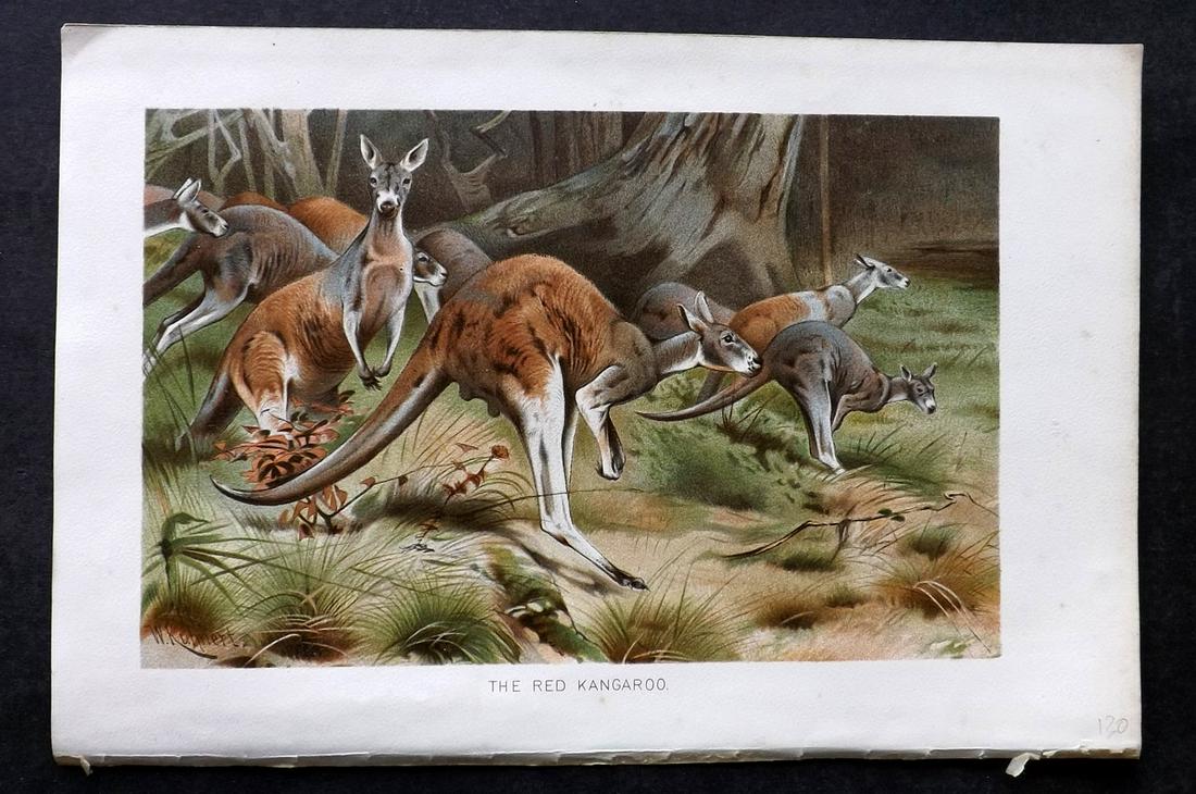Lydekker, Richard 1895 Print. Red Kangaroo. Australia: Chromolithograph Published 1894-95, London for "The Royal Natural History" by Richard Lydekker. Illustrated by Smit, Keulemans, Wolf and others. Paper Size: 10 x 6.5 inch (25 x 16.5cm) Good Condition