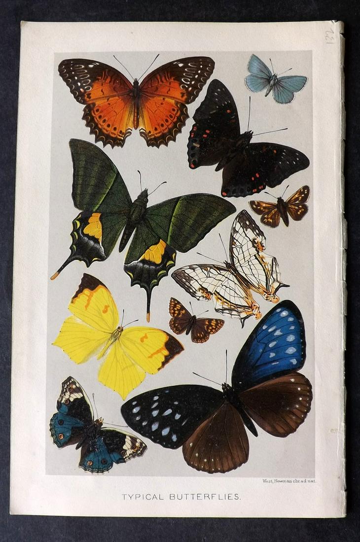 Lydekker, Richard 1895 Print. Typical Butterflies (1 of 2)