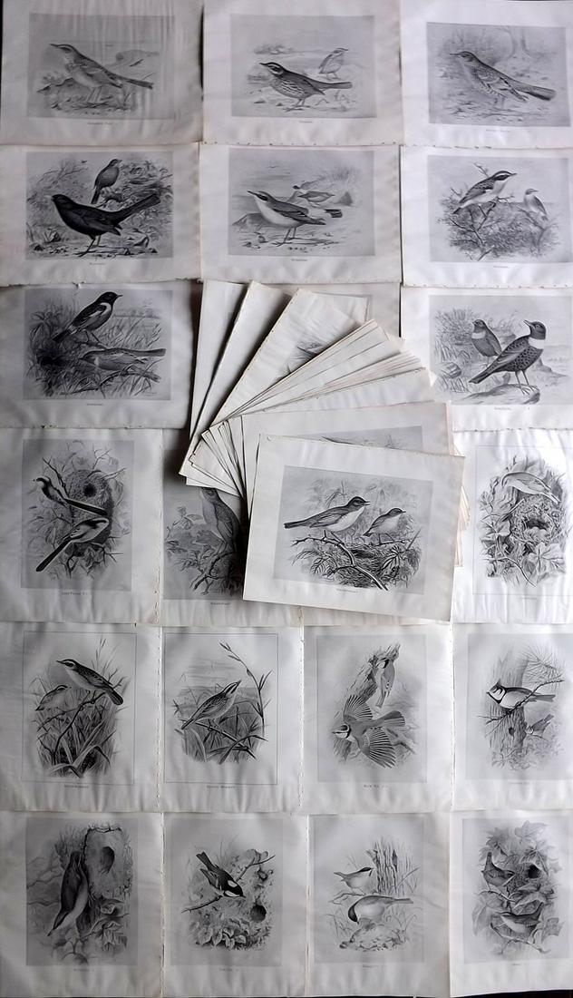 Frohawk, Frederick 1898 Lot of 42 Antique Bird Prints: Offset Lithographs Published 1896-98, London for "British Birds with their Nests and Eggs" by Arthur G. Butler. Illustrated by Frederick William Frohawk. Paper Size: 12 x 9.5 inch (30 x 24cm) Some wit
