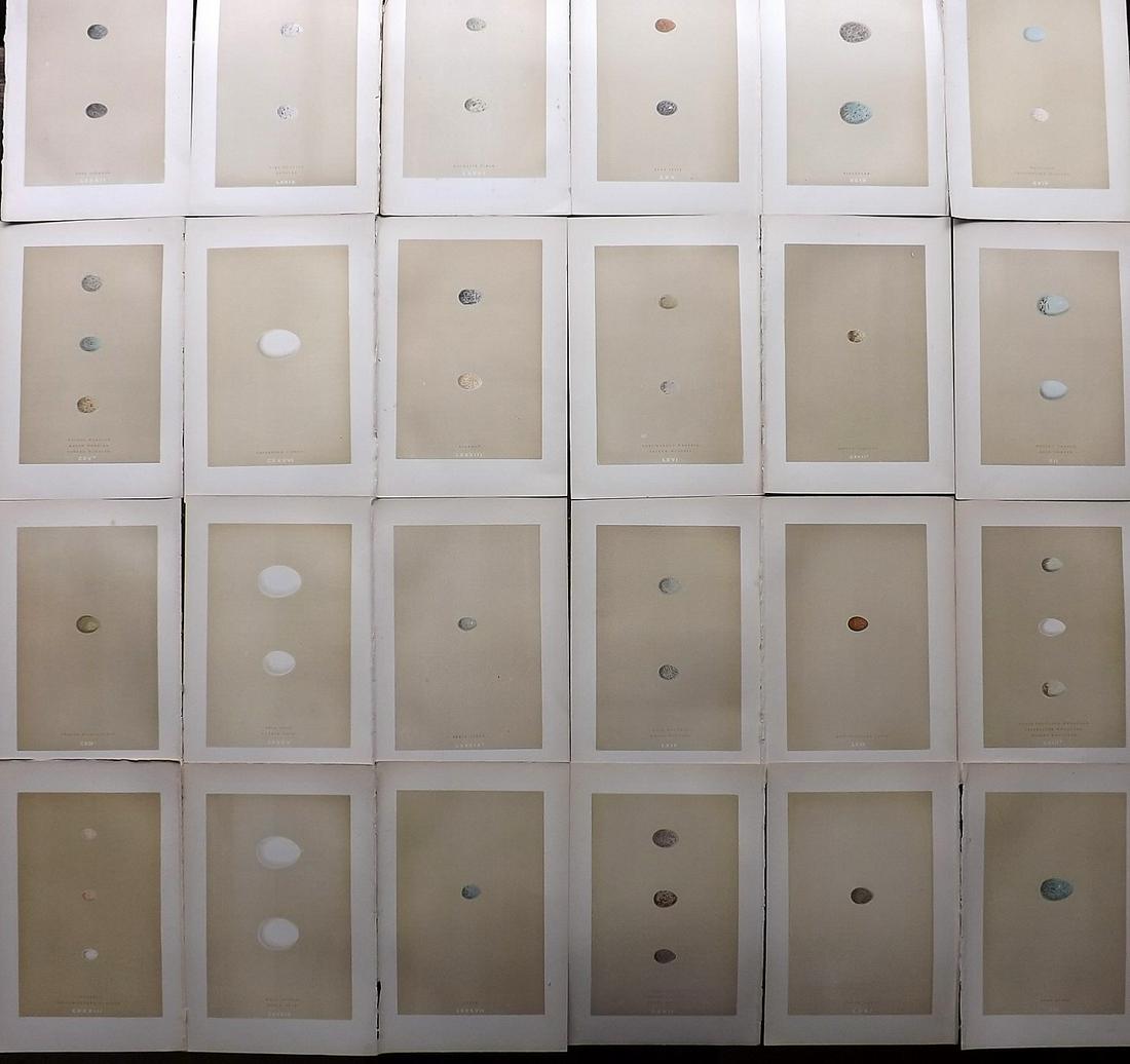 Morris, Francis 1896 Lot of 24 Antique Bird Egg Prints: Woodblocks Published 1896 by John C. Nimmo, London for "A Natural History of the Nests and Eggs of British Birds" By the Rev. Francis Orpen Morris, printed Benjamin Fawcett. Printed in colours and fin